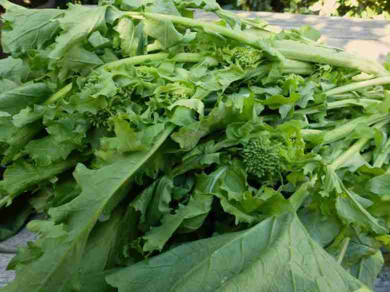 Semina e coltivazione delle cime di rapa - cime di rapa appena raccolte