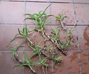 La coltivazione dell'aloe vera e dell'aloe arborescens-polloni