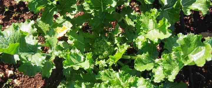 Semina e coltivazione delle cime di rapa - rapa leccese