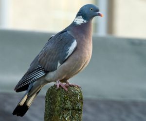 Come tenere lontano i piccioni e gli uccelli - Colombaccio