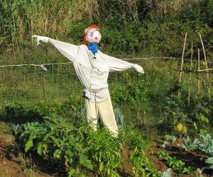 Come allontanare i piccioni e gli uccelli dall'orto - spaventapasseri