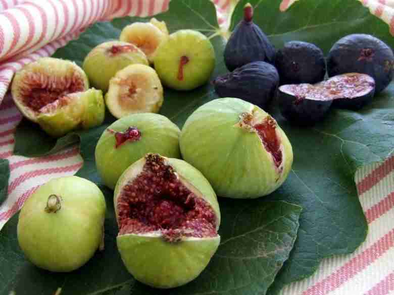 fico dottato verde e viola