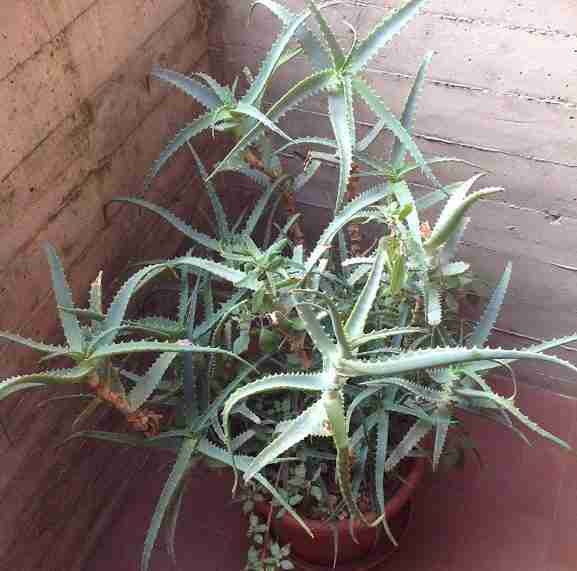 Aloe arborescens