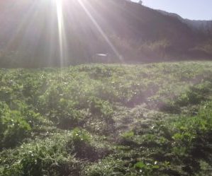 Semina e coltivazione delle rape - campo di cime di rapa al risveglio dopo la gelata