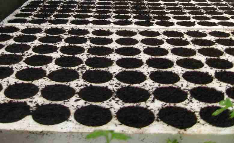 Semina e coltivazione delle rape - semenzaio in polistirolo