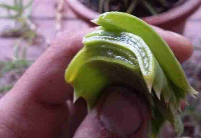 Gel aloe arborescens