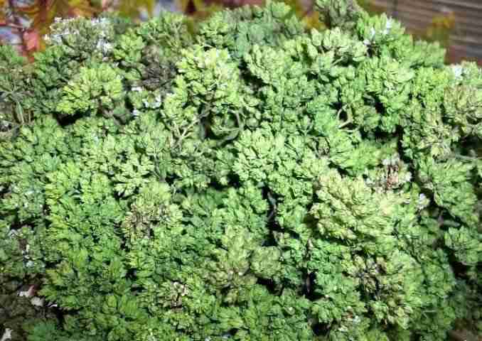 Origano raccolto