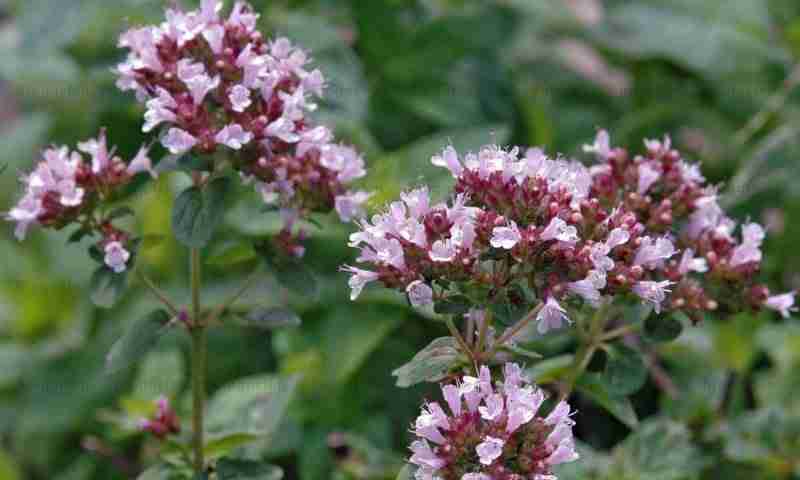 Fiori di origano