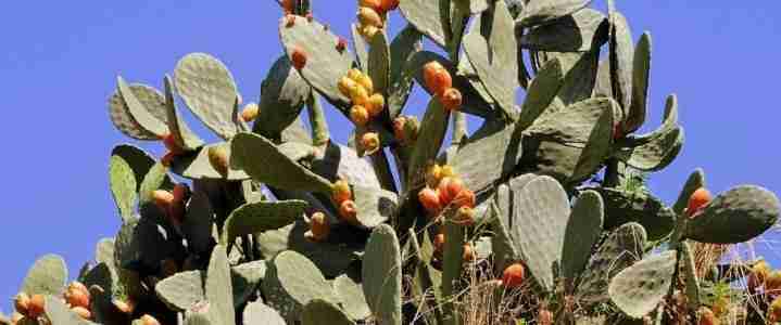 I fichi d’India, la coltivazione biologica e i trucchi per raccoglierli e pulirli Fichi indiani