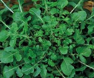 Come coltivare la rucola- rucola coltivata