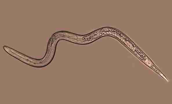nematodi-parassiti del terreno-meloidogyne incognita