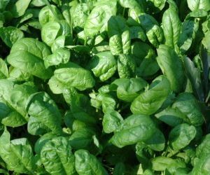 semina e coltivazione degli spinaci-semina troppo intensa