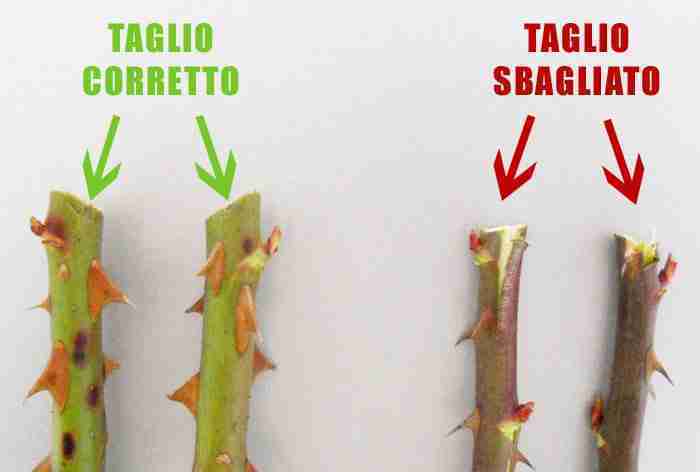 potatura-taglio-corretto