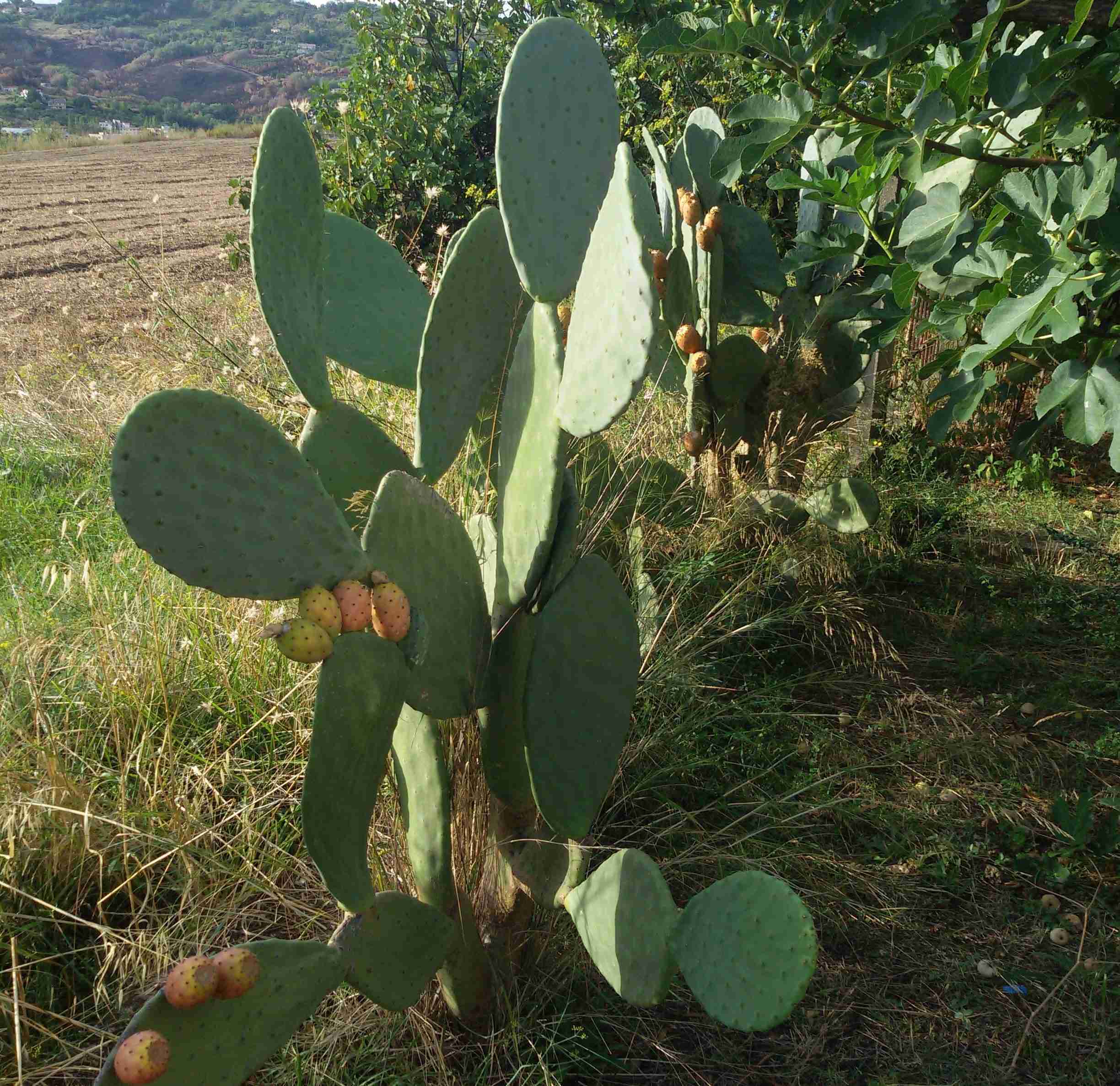 fichi d'india