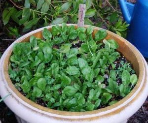 semina e la coltivazione degli spinaci in vaso