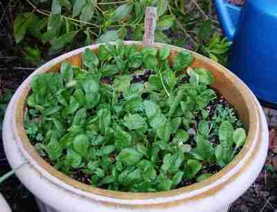 semina e la coltivazione degli spinaci in vaso