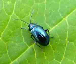 Come coltivare la rucola-altica