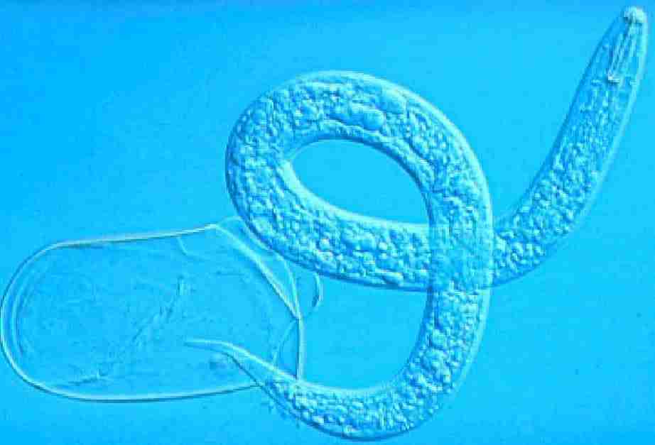 nematodi-heterodera scachtii-parassiti del terreno-sovescio di brassicaceae