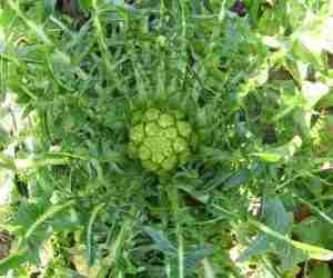 Varietà di cicoria puntarelle aperta