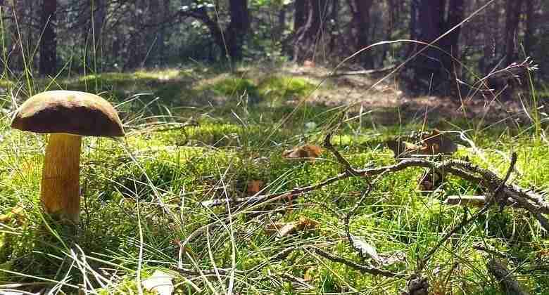 fungo porcino di castagno