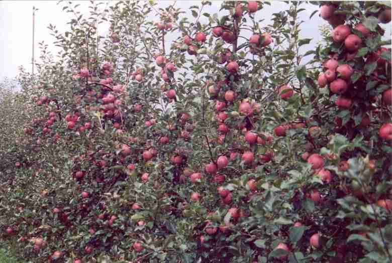 potatura-alberi di mele cariche-di-frutti