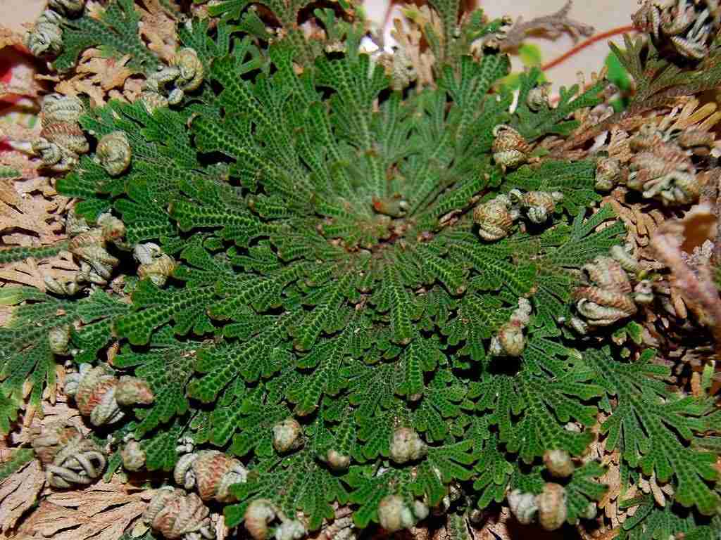 La rosa di Gerico, la pianta dei “miracoli” Coltivazione Biologica