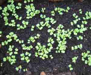 Come coltivare la rucola- semina diretta della rucola