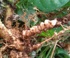 nematodi-galle di nematodi su fagiolino-sovescio di brassicaceae-parassiti del terreno