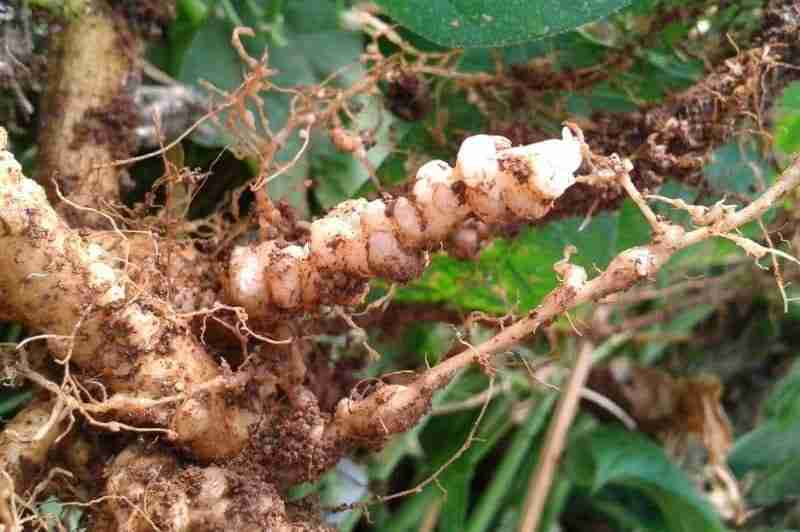galle su fagiolino-sovescio di brassicaceae-parassiti del terreno