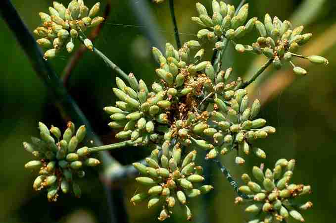 Il finocchio selvatico e la ricetta del liquore al finocchietto - fiore maturo pronto per l'essiccazione