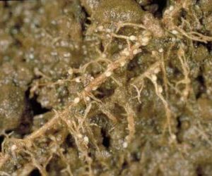 danni da nematodi cisticoli-sovescio di brassicaceae-parassiti del terreno