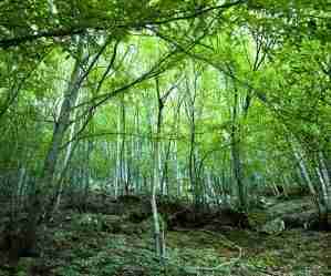 Il ciclo dell'acqua e la progettazione dell'orto in permacultura - bosco