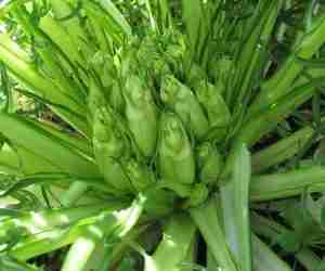 Varietà di cicoria puntarelle-Cicoria puntarelle di Galatina