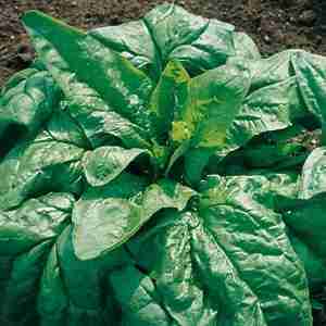semina e coltivazione degli spinaci-varietà viraflay
