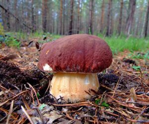 Porcino rosso Boletus pinophilus