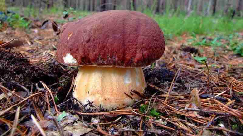 funghi porcini rosi boletus pinophilus