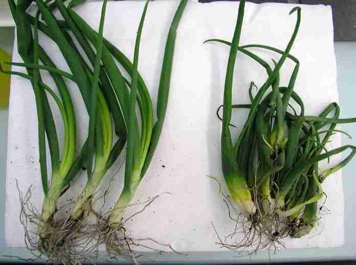 nematodi dei bulbi e degli steli-parassiti del terreno-sovescio del brassicaceae