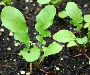 Come coltivare la rucola-piantina di rucola appena trapiantata