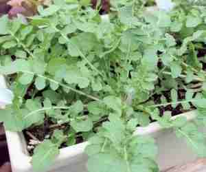 Come coltivare la rucola- rucola in vaso pronta per la raccolta