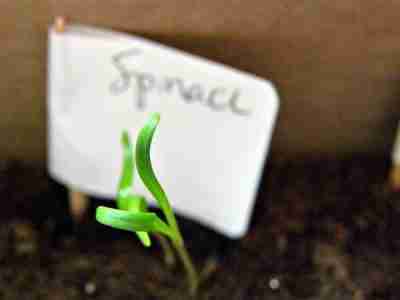 semina e coltivazione degli spinaci giovane germoglio di spinaci