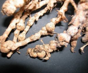nematodi-galle di nematodi sulle radici-parassiti del terreno-nematodi-ditylenchus dipsaci-sovescio di brassicaceae