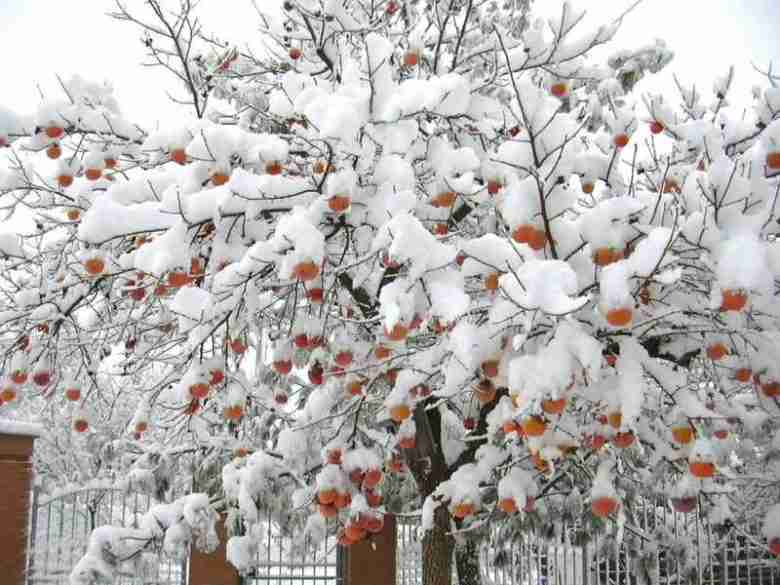 le proprieta dei kaki neve