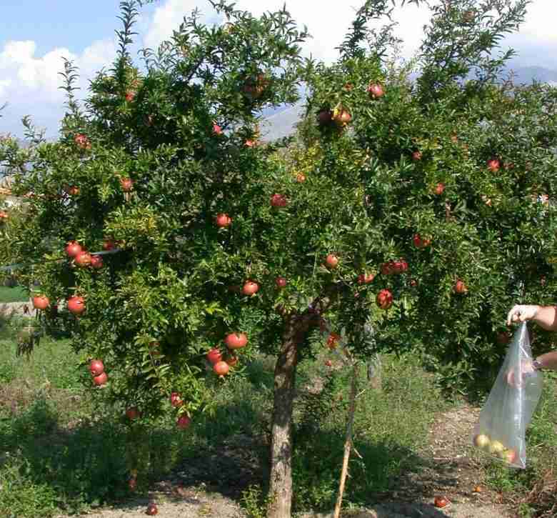 Coltivazione del melograno con comportamento arboreo