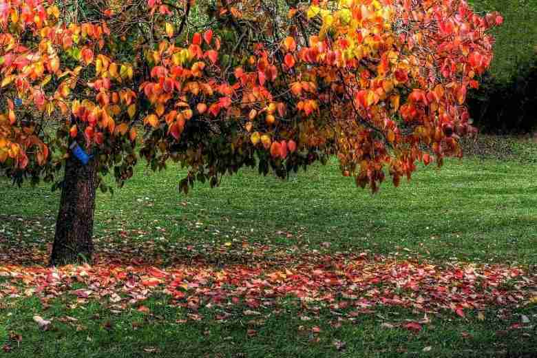 le proprieta dei kaki-foglie gialle e rosse