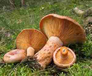 gambo dei funghi rositi-lactarius deliciosus-fossette arancio