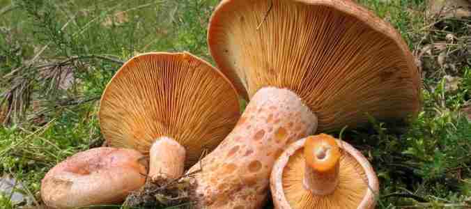 Funghi rositi (lactarius deliciosus), dove e quando trovarli e come prepararli i funghi rositi-il gambo-dei-rositi-con-le-fossette-arancio