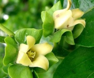 le proprieta del kaki-fiore femminile