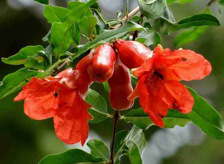 Fiori di melograno