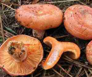 funghi-rositi-lactarius deliciosus