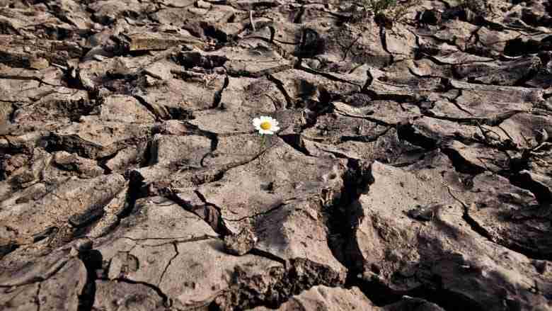 concimazione naturale-sovescio di leguminose-il degrado della terra